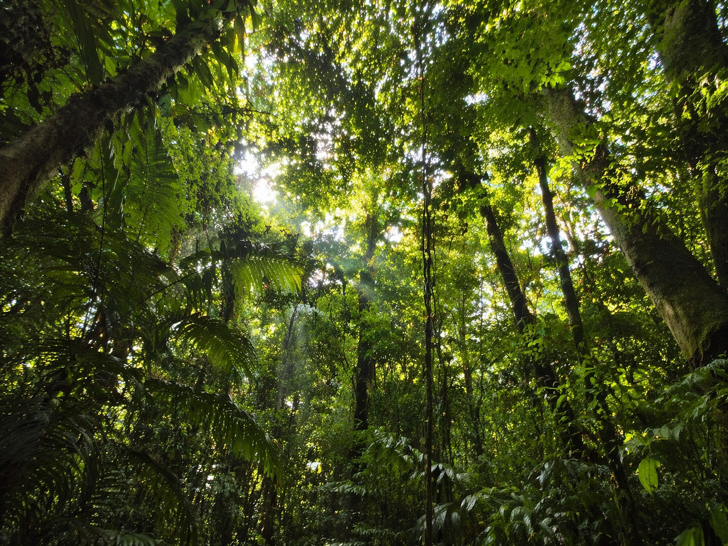 Canopée de la forêt amazonienne vue d'en bas